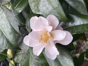 Camellia magnoliaeflora        